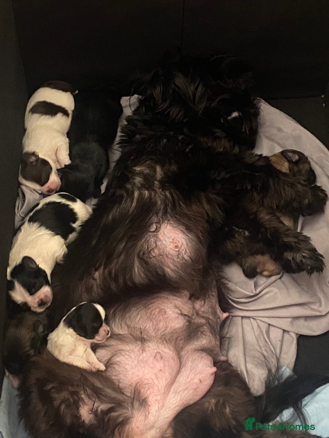 Shih Tzu dogs for sale: Puppy for sale  - Image 18