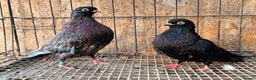 Pigeons birds for sale: RARE COLOUR PORTUGUESE TUMBLER PIGEONS - Advert 3