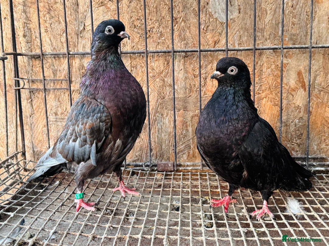 Pigeons birds for sale: RARE COLOUR PORTUGUESE TUMBLER PIGEONS - Advert 3