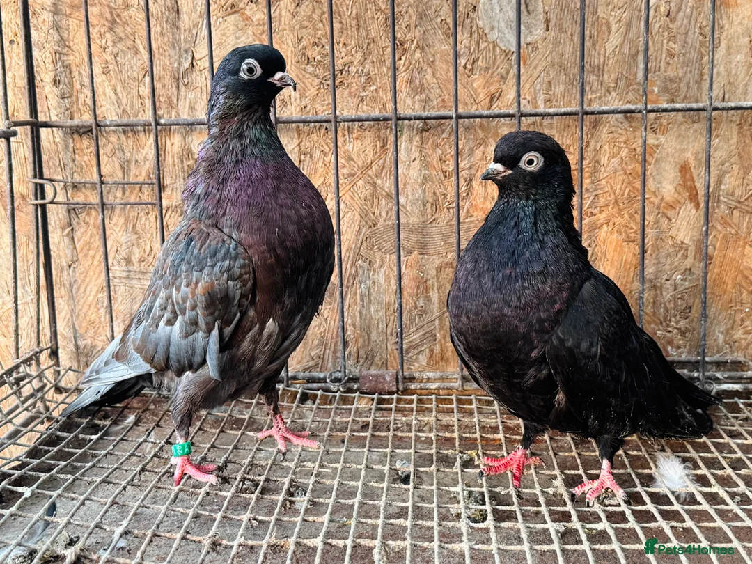 Pigeons birds for sale: RARE COLOUR PORTUGUESE TUMBLER PIGEONS - Advert 3
