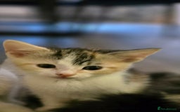 Maine Coon cats for sale:  maincoon x  - Image 4