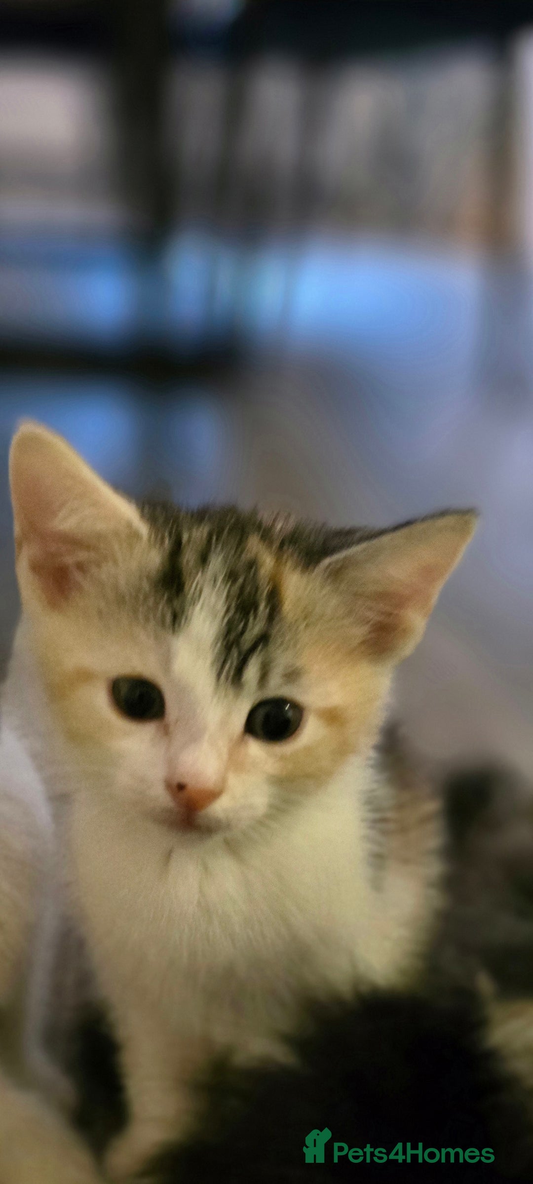 Maine Coon cats for sale:  maincoon x  - Image 4