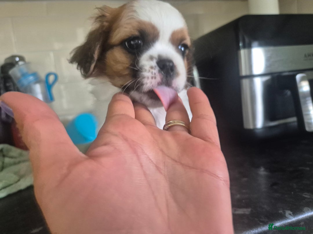Mixed Breed dogs for sale: Cavachon's  - Image 4