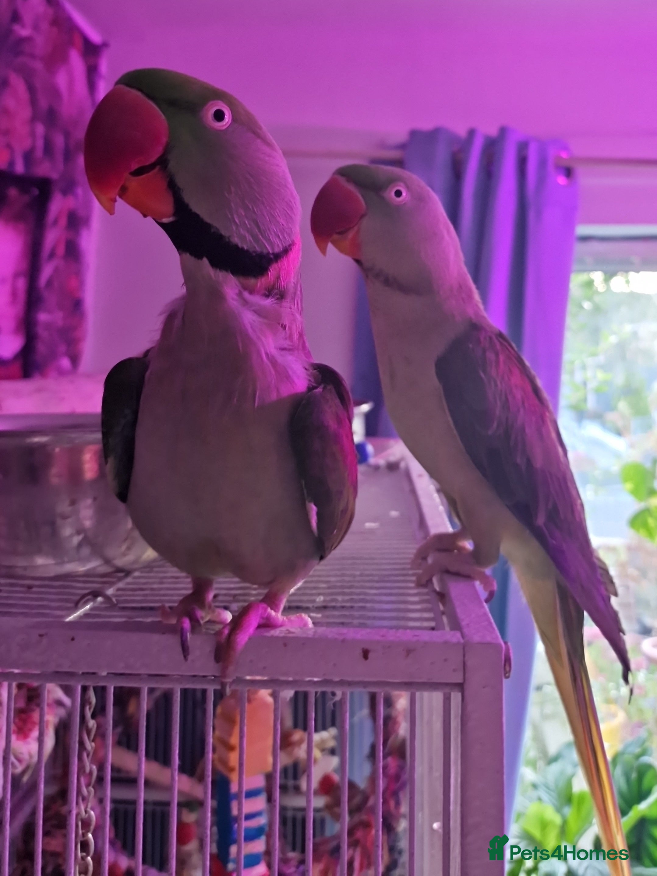 Parrots birds Female alexandrian  - Advert 2