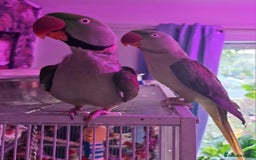 Parrots birds for sale: Female alexandrian  - Image 1