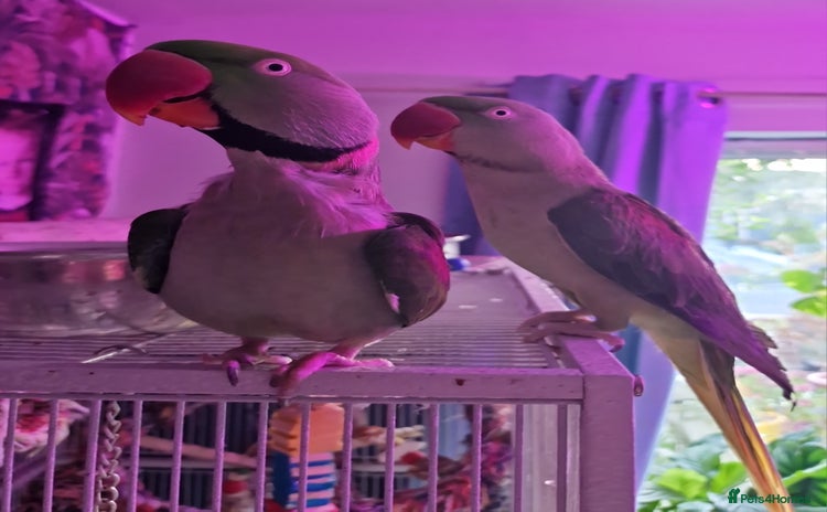Parrots birds - Advert 4