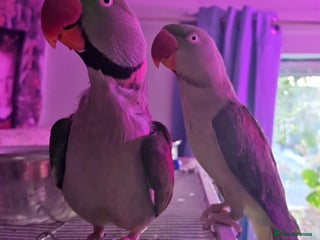 Parrots birds - Advert 6