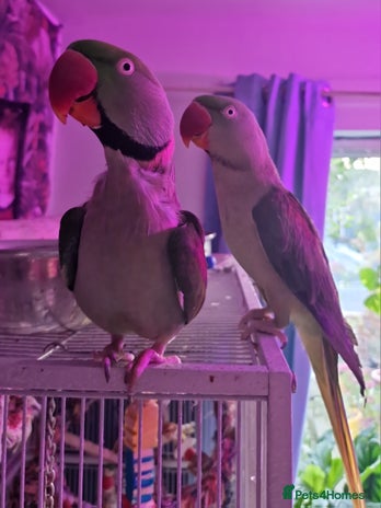 Parrots birds - Advert 2