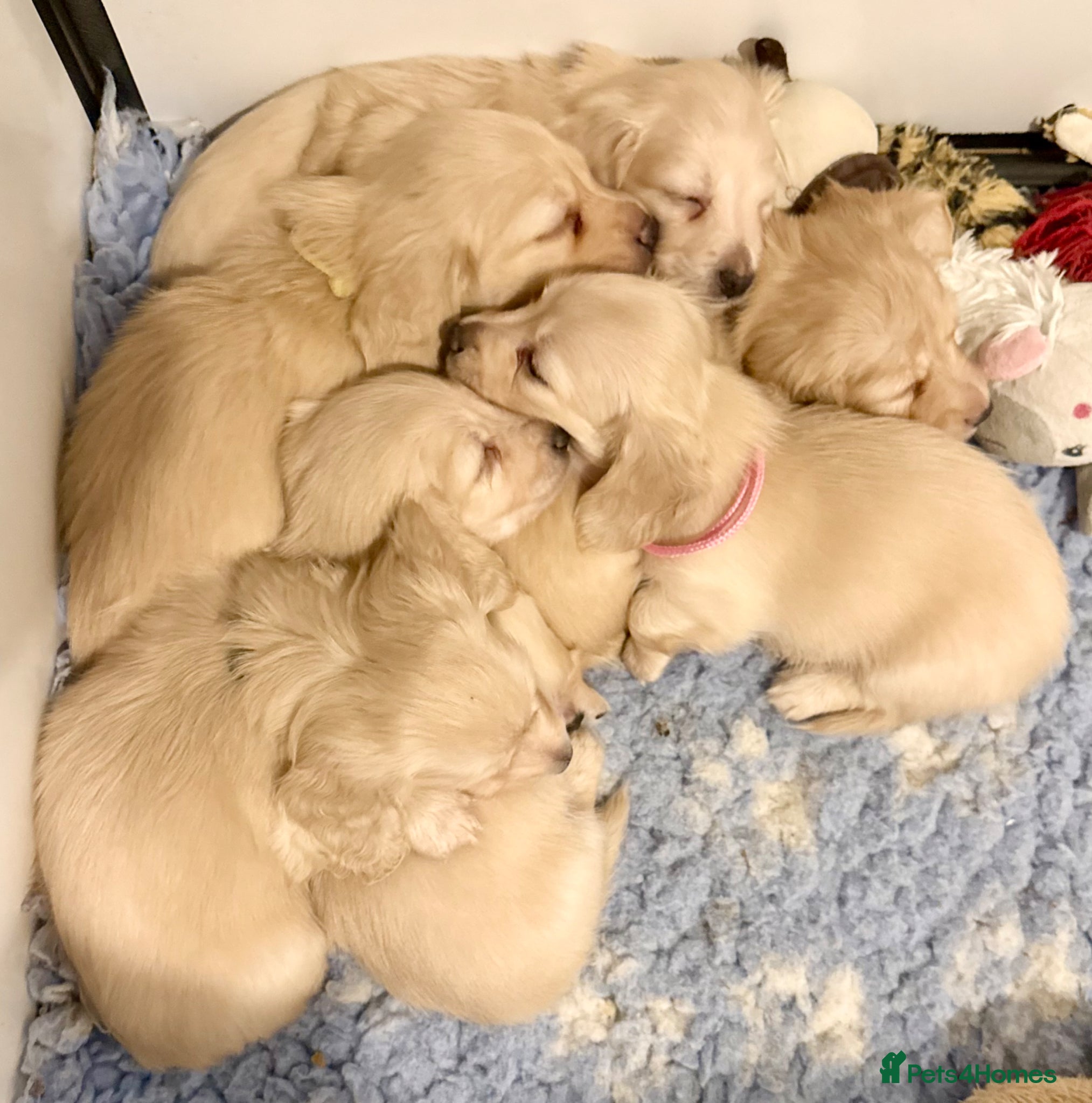 Miniature Dachshund dogs for sale: Cream long haired kc miniature dachshunds  - Advert 1