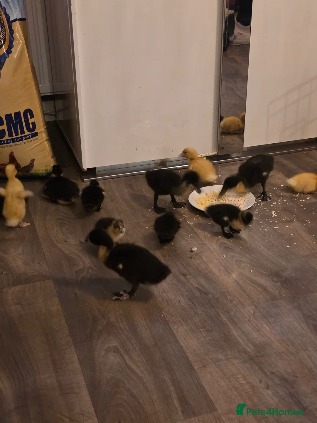 Ducks poultry for sale: Mixed duckling cross - Advert 2