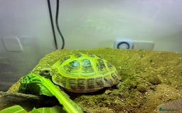 Tortoise reptiles for sale: Horsefield Russian Tortoise  - Image 4