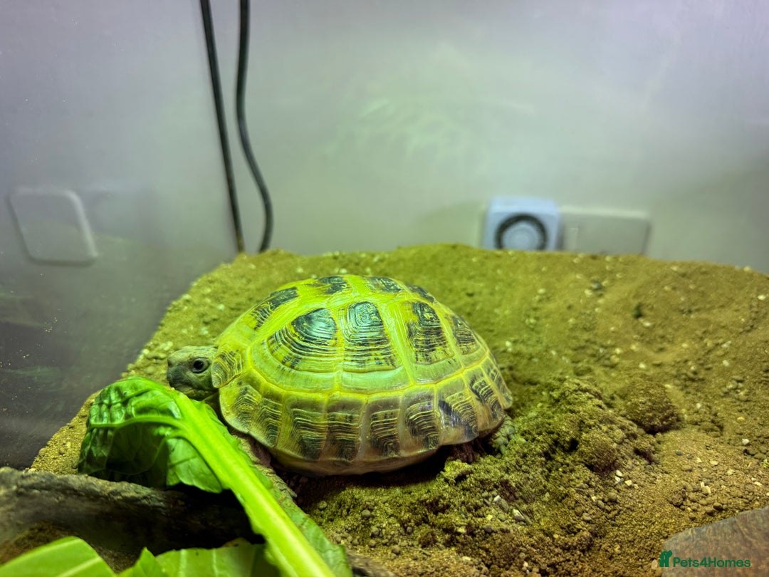 Tortoise reptiles for sale: Horsefield Russian Tortoise  - Image 4