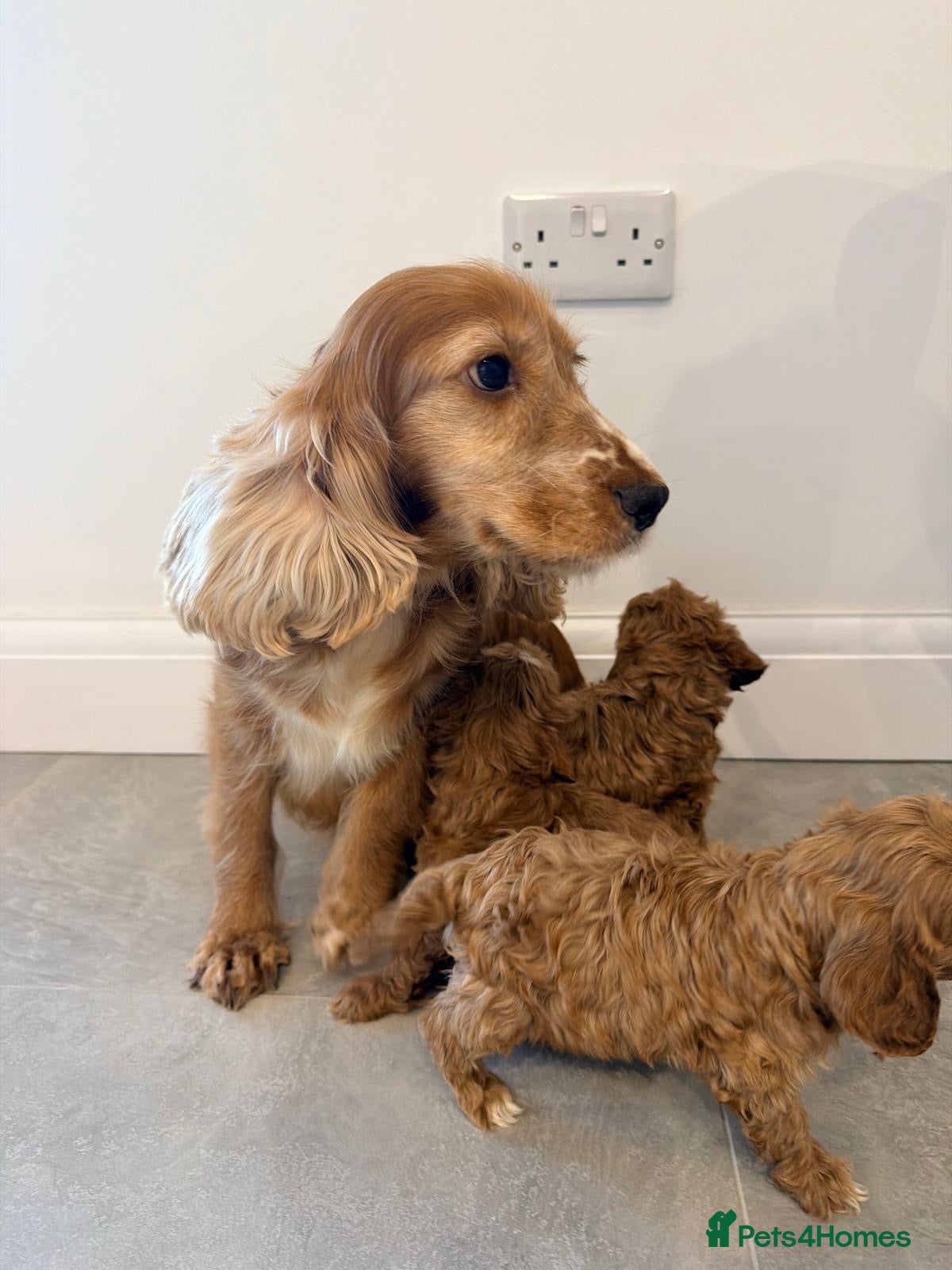 Cockapoo dogs for sale: F1 Mini cockapoo puppies - Advert 11