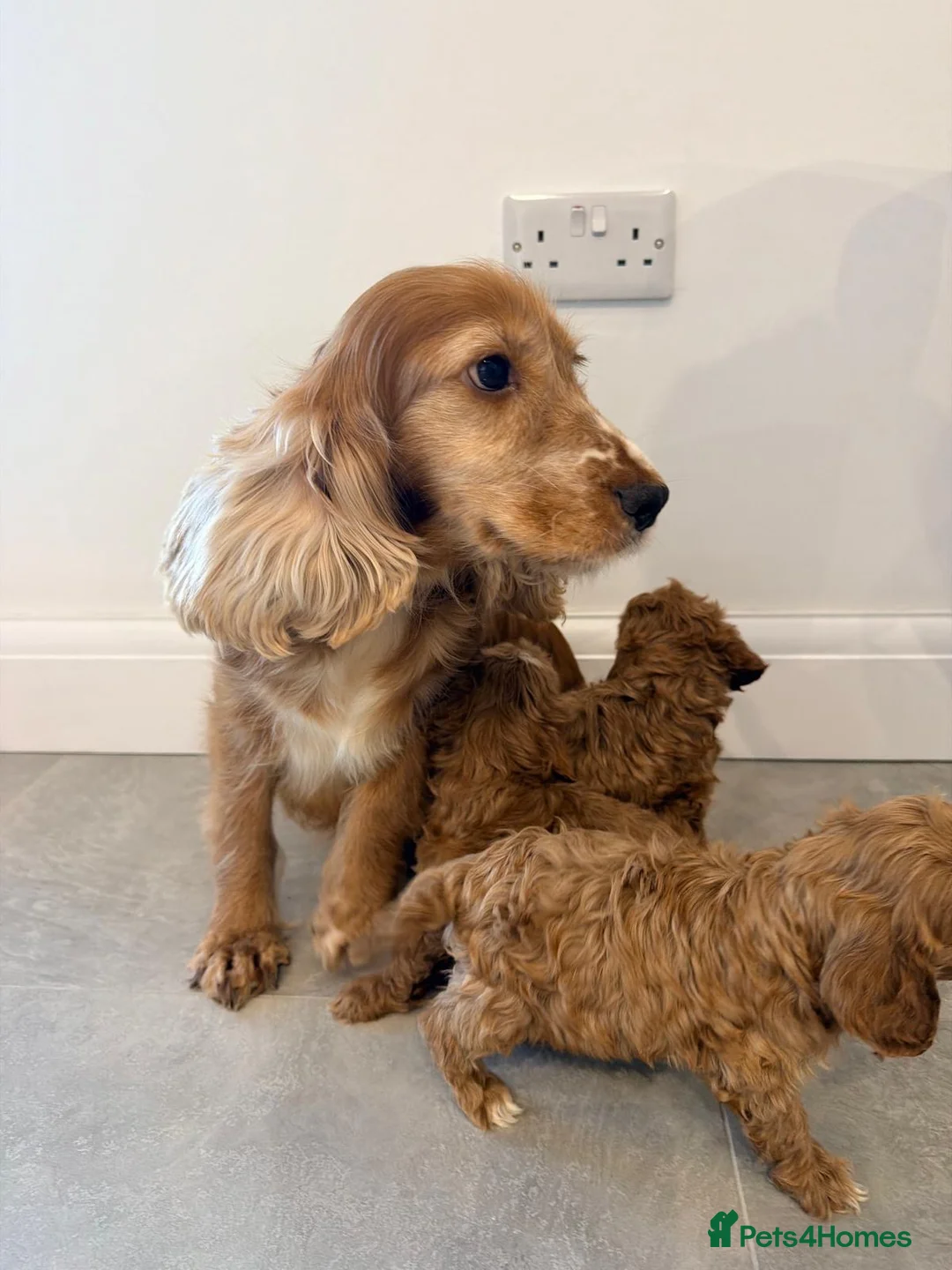Cockapoo dogs for sale: F1 Mini cockapoo puppies in Orpington - Advert 1