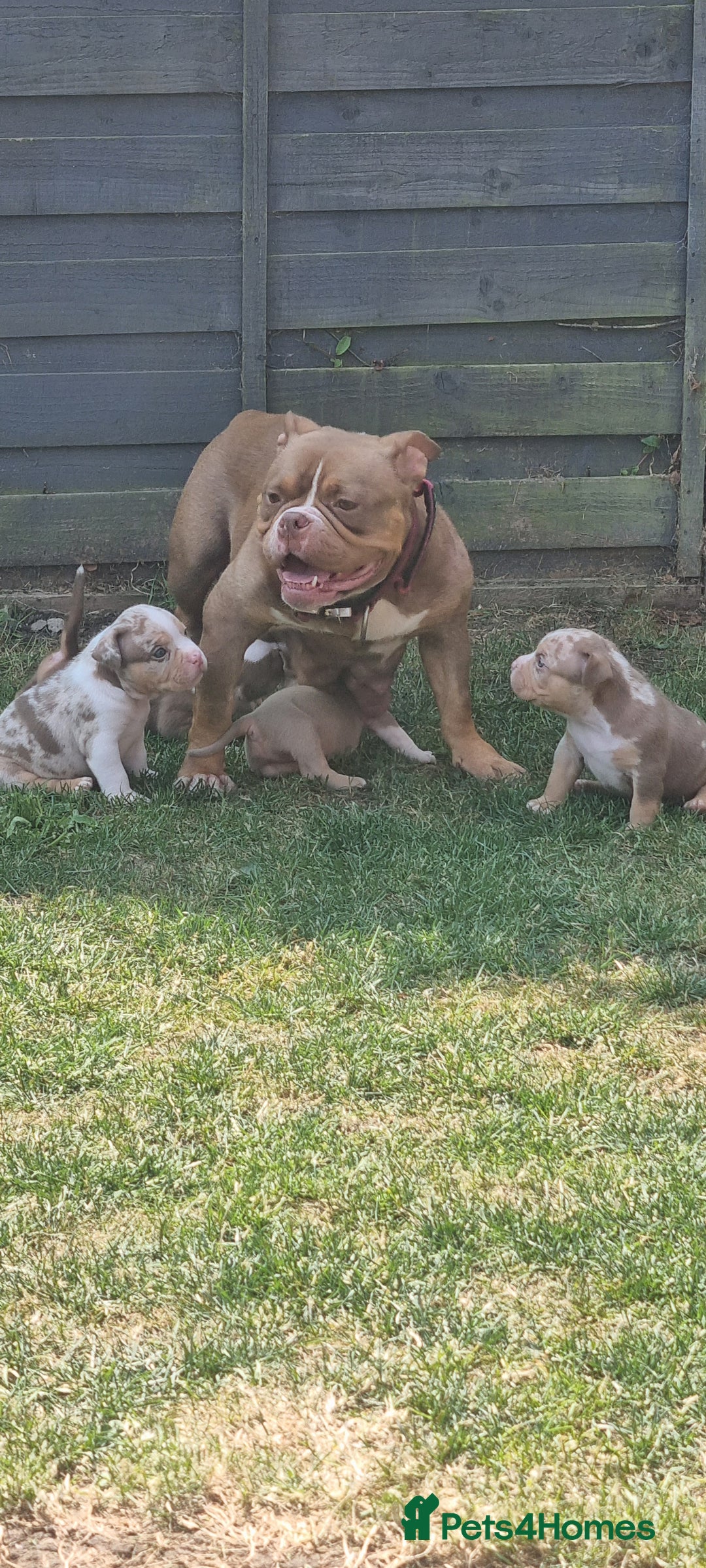 American Bully dogs for sale: Last boy left 🔥🔥🔥 - Image 10