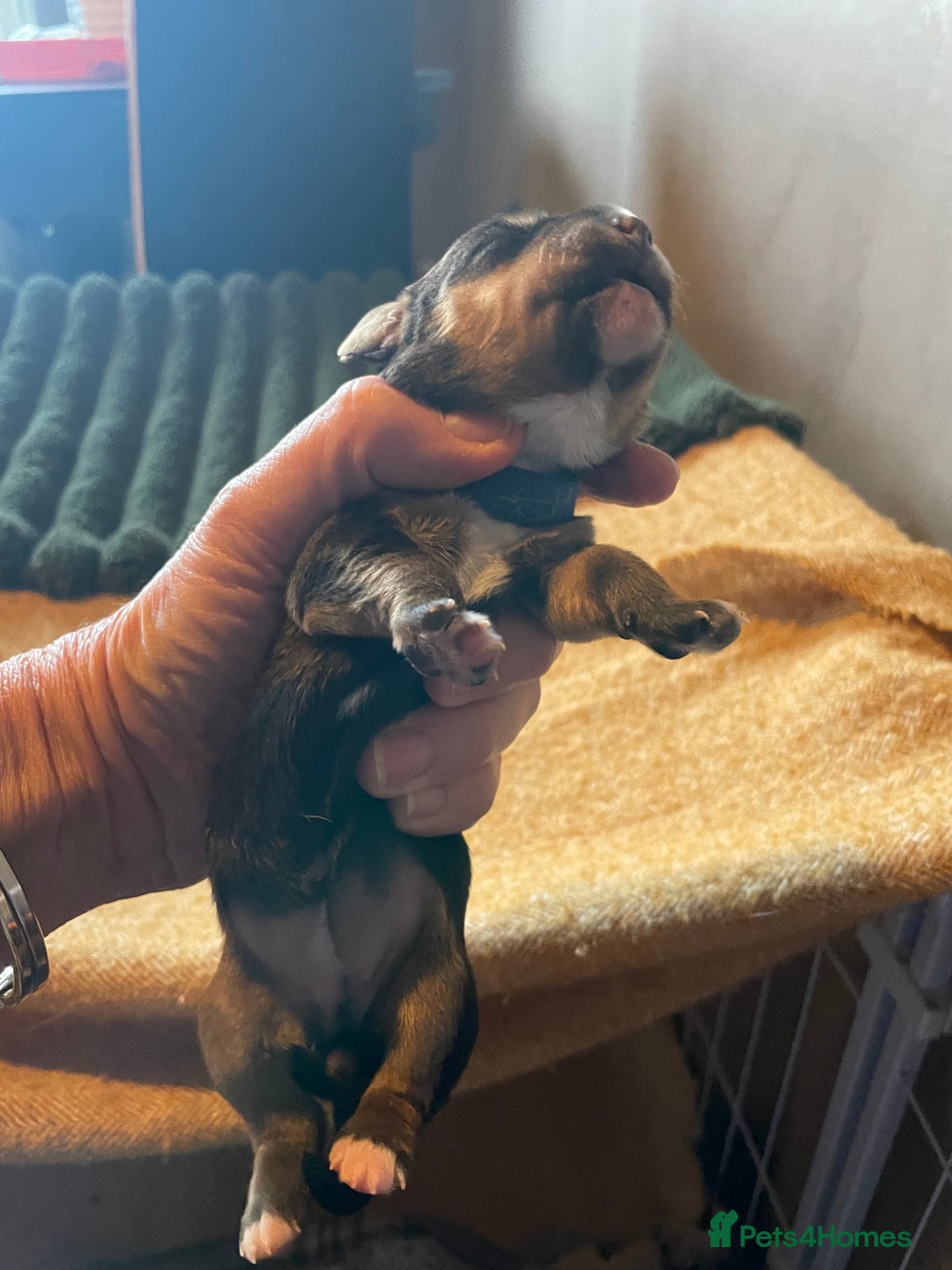 Mixed Breed dogs for sale: Cavapoo/Jack Russell puppies - Image 2