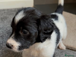 Mixed Breed dogs Lurcher x standard poodle - Advert 7