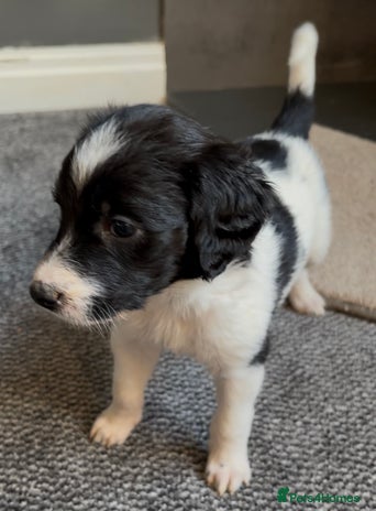 Mixed Breed dogs Lurcher x standard poodle - Advert 5