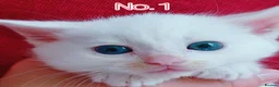 Mixed Breed cats for sale: Ready Now - Trained Ragdoll Mix Kittens Blue Eyes - Advert 26
