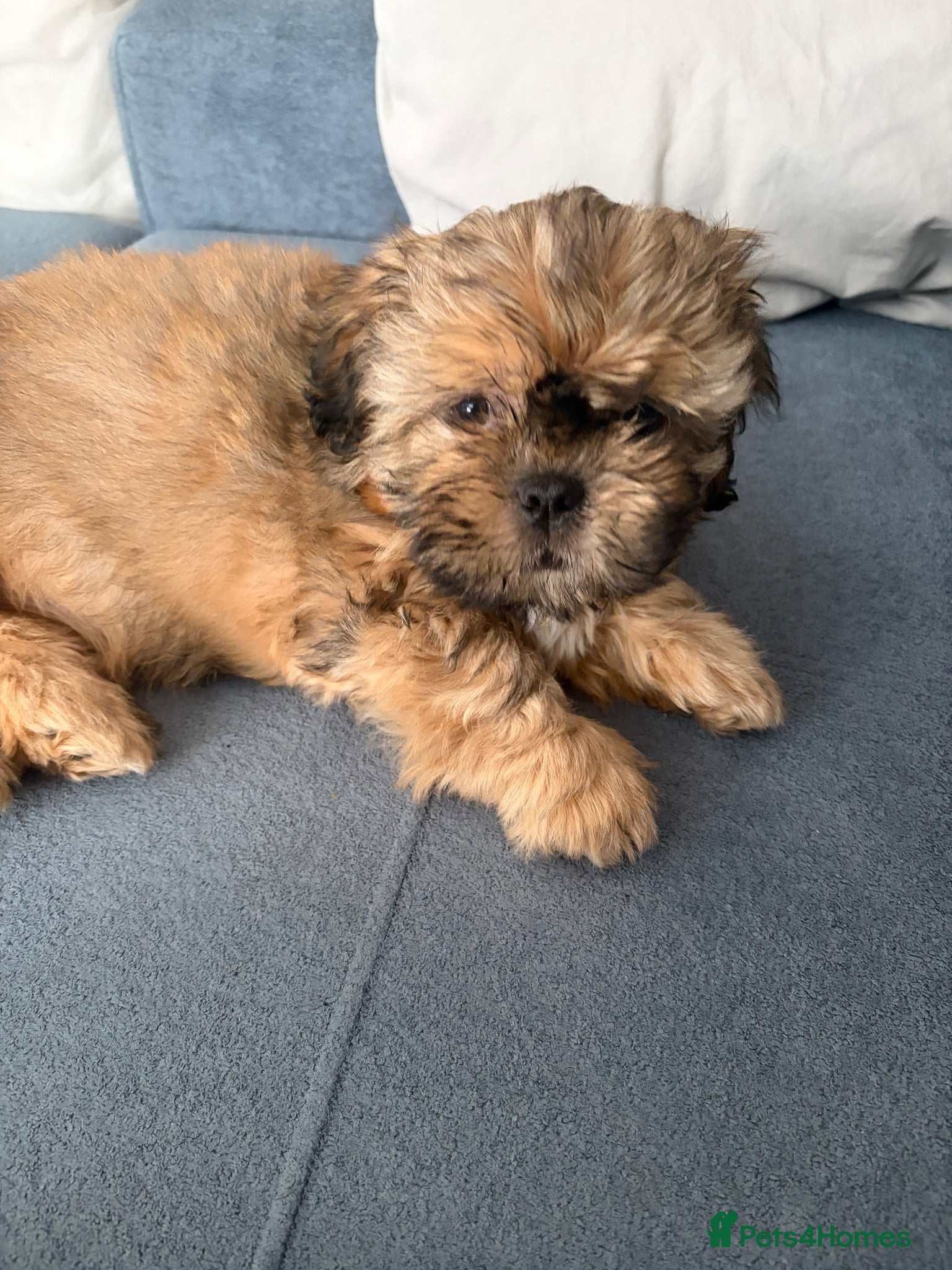 Shih Tzu dogs One girl remaining - Beautiful Shih Tzu puppies - Advert 11