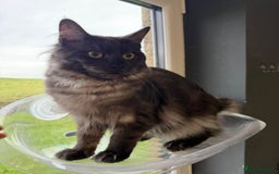 Maine Coon cats for sale: Maincoon Boy 9 Months Old  - Image 4