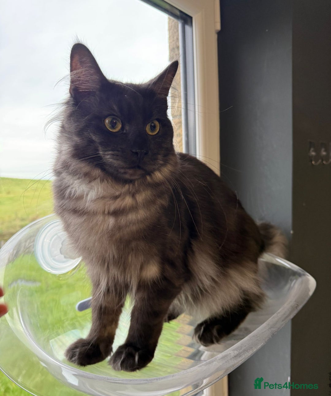 Maine Coon cats for sale: Maincoon Boy 9 Months Old  - Image 4