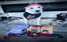 Shepsky dogs for sale: Nevaeh is seeking a forever home.  - Advert 2