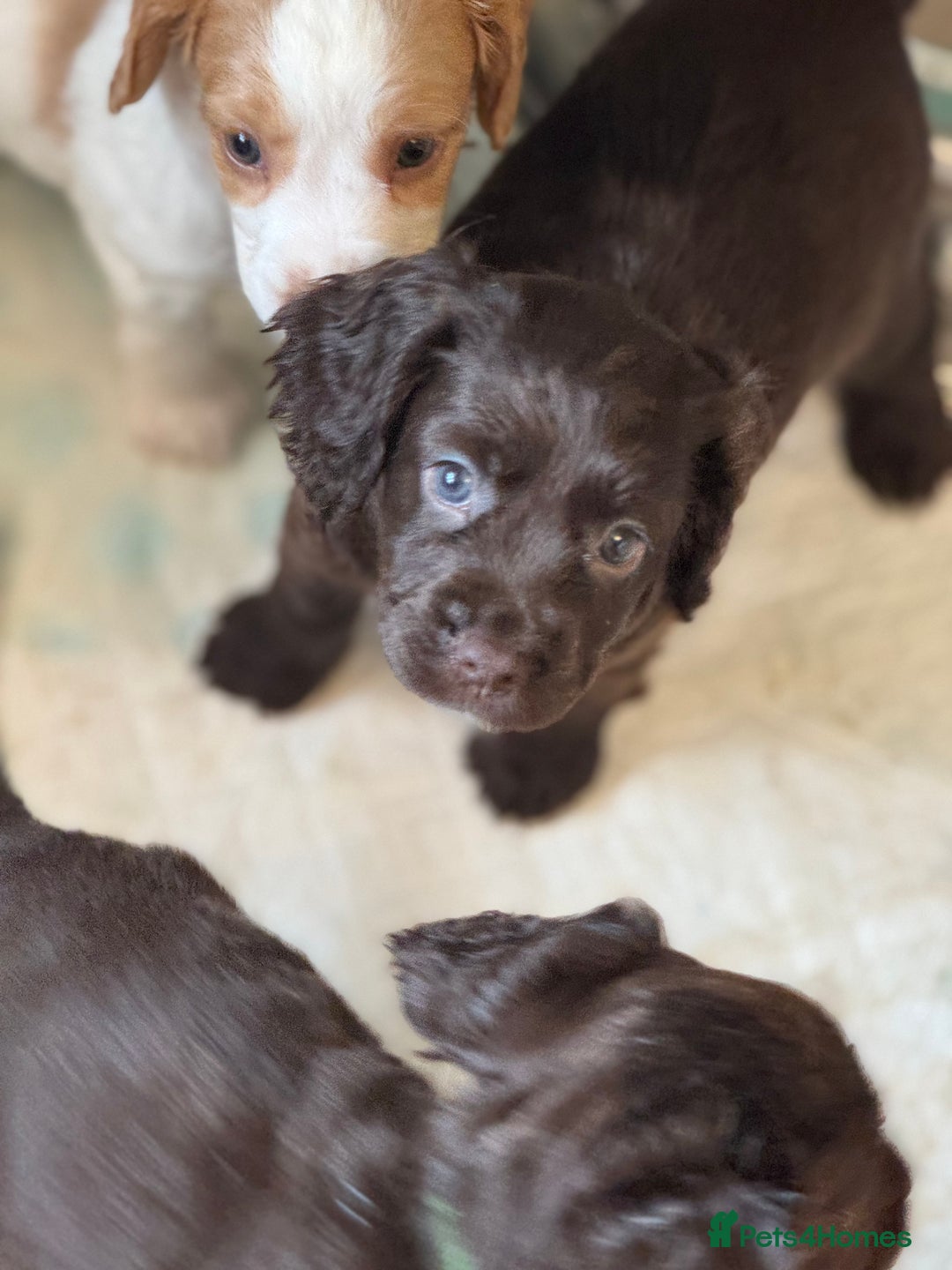 Cocker Spaniel dogs for sale: Cocker spaniel pups  - Image 2