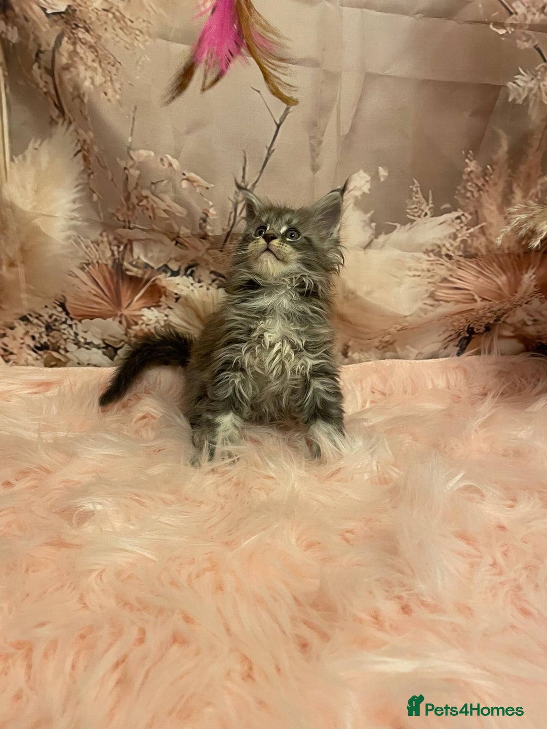 Maine Coon cats for sale: Maine Coon polydactyl (left two girls) - Advert 13