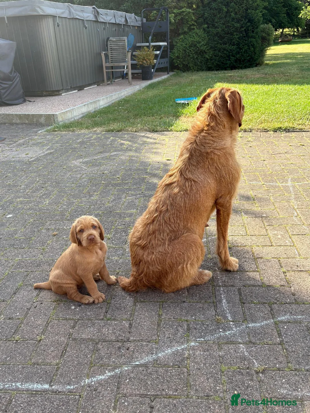 Hungarian Vizsla dogs for sale: Wirehaired Hungarian Vizsla Pups in Malton - Advert 15