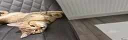 British Shorthair cats for sale: Kitten ,British shot hair  - Advert 8