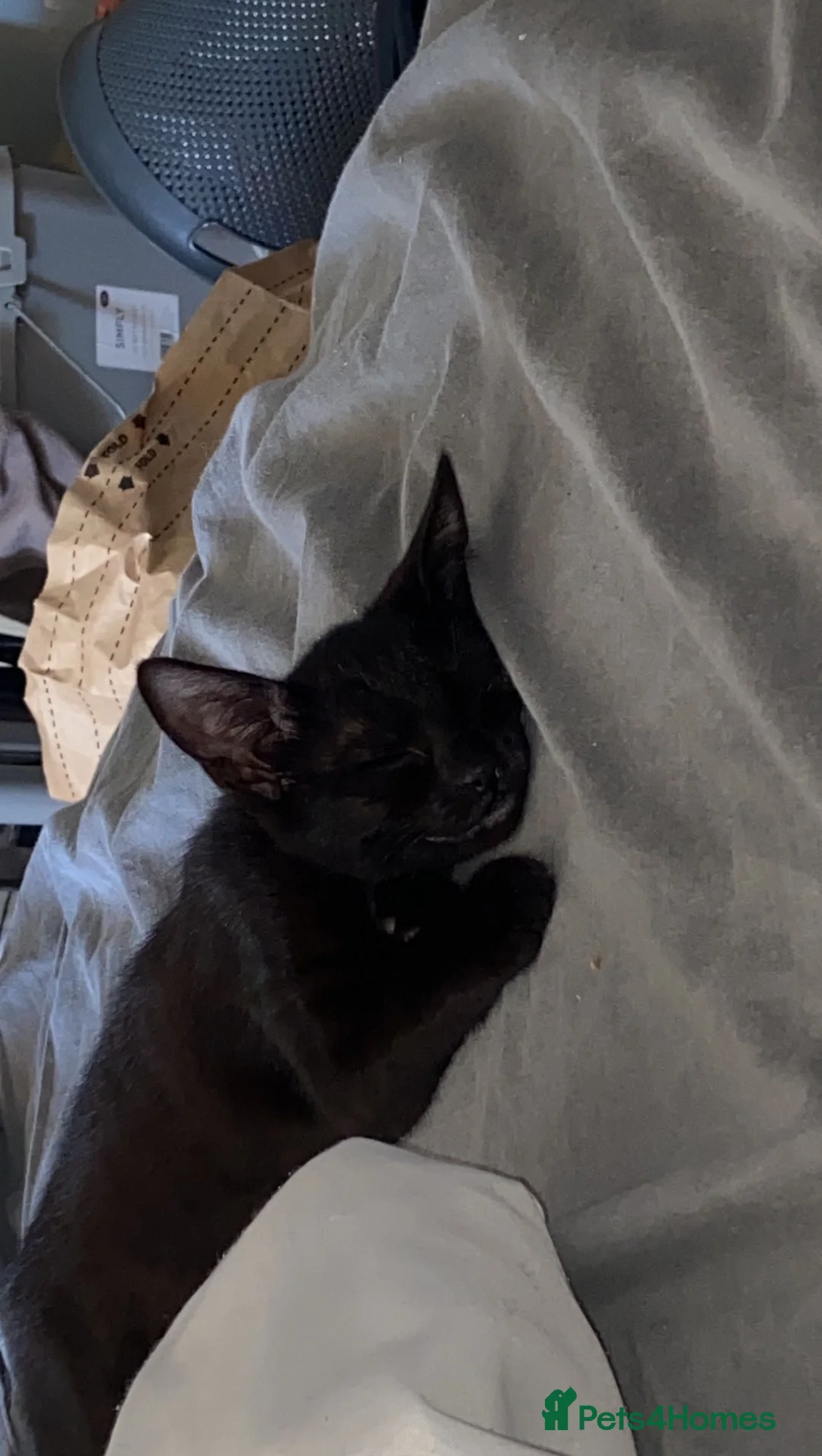 British Shorthair cats for sale: Black female kitten  - Advert 2