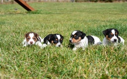 Jack Russell dogs for sale: Jack Russel puppies for sale  - Image 32
