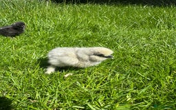 Chickens poultry for sale: Day old pure breed chicks  - Image 6