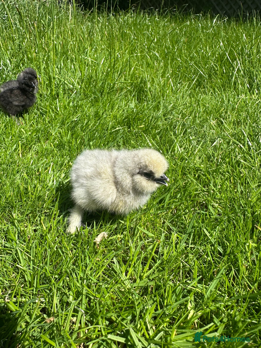 Chickens poultry for sale: Day old pure breed chicks  - Image 6