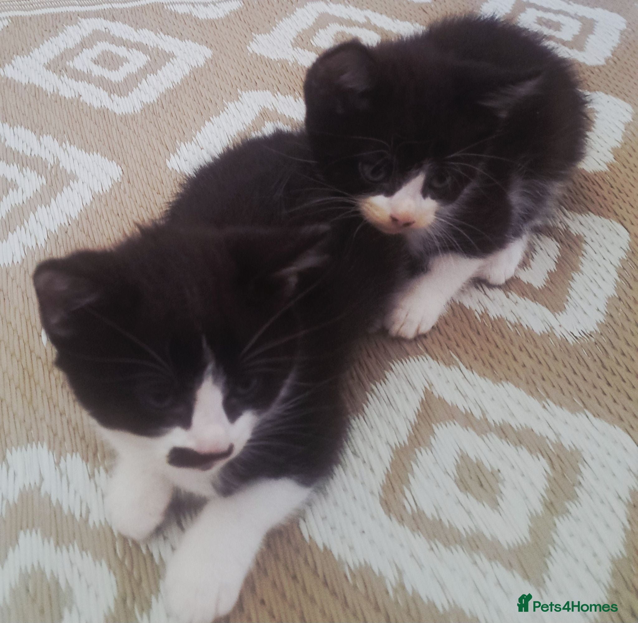 Mixed Breed cats kittens  - Advert 1