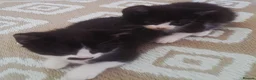 Mixed Breed cats for sale: kittens  - Advert 1