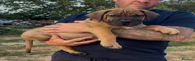 Boerboel Puppy 2