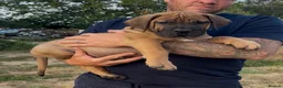 Boerboel dogs for sale: South African boerboel - Advert 5