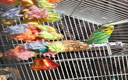 Budgerigars birds for sale: Mr Hritcan - Image 8