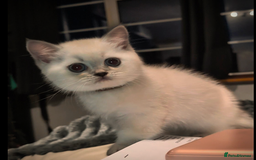 British Shorthair cats for sale: 💙❤️COLORPOINT 🐾BSH 🏆GCCF & TICA reg - Image 21