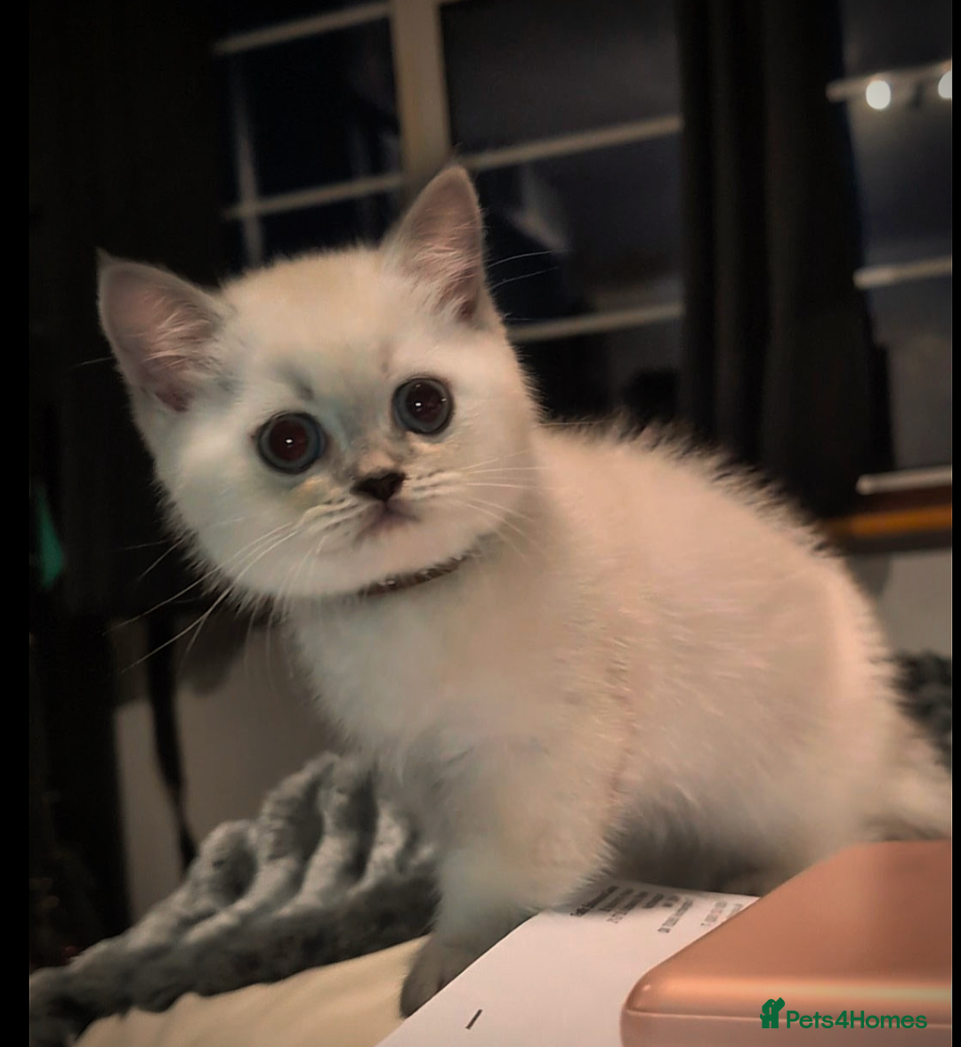 British Shorthair cats for sale: 💙❤️COLORPOINT 🐾BSH 🏆GCCF & TICA reg - Image 21