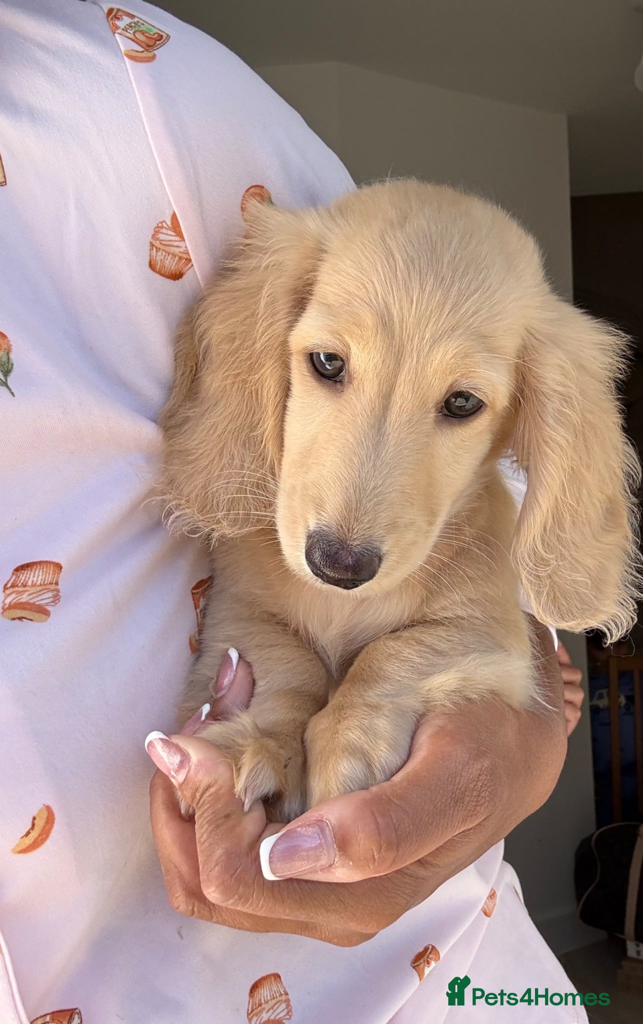 Miniature Dachshund dogs Kc reg Last gorgeous cream boy! - Advert 1