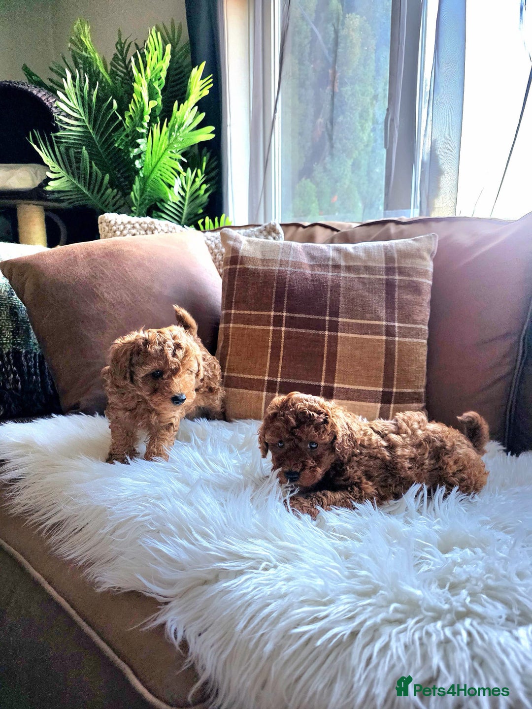 Toy Poodle dogs for sale: TINY RED KC PEDIGREE TOY POODLE PUPPIES - Advert 6