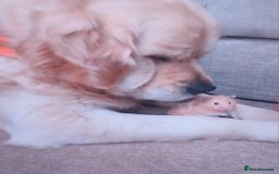 Golden Retriever dogs for sale: 🐾 Golden Retriever Puppies – Ready in December 🐾 - Image 19