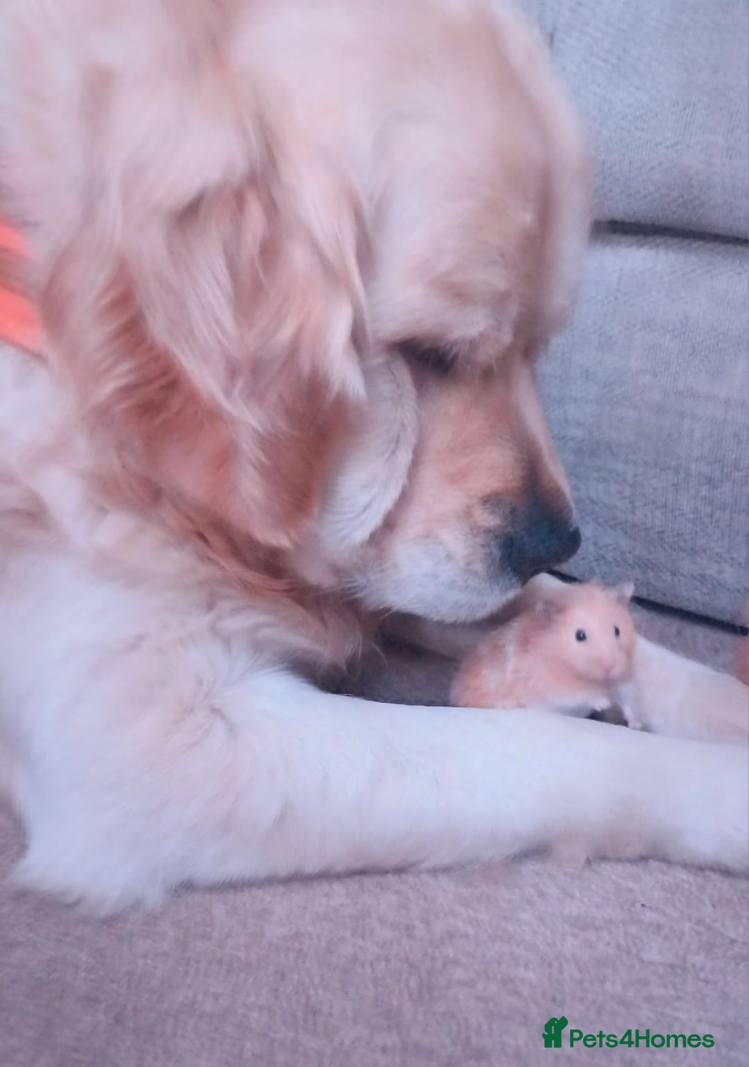 Golden Retriever dogs for sale: 🐾 Golden Retriever Puppies – Ready in December 🐾 - Image 19