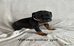 Dobermann dogs for sale: Beautiful European KC reg Doberman Puppies - Image 9