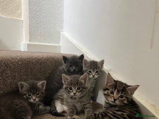 Maine Coon cats - Advert 10