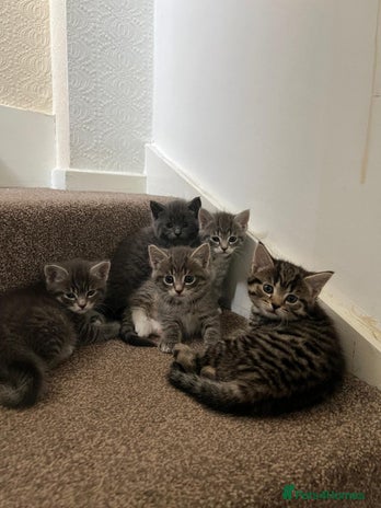 Maine Coon cats - Advert 12