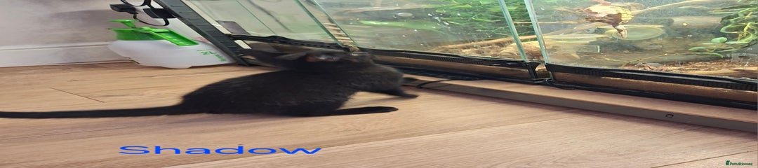 Mixed Breed Kitten 4